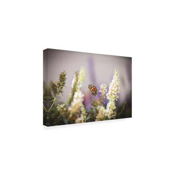 Kurt Shaffer 'Butterfly In My Garden' Canvas Art,12x19